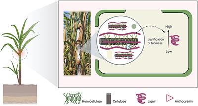 Silage Fermentation Quality, Anthocyanin Stability, and in vitro Rumen Fermentation Characteristic of Ferrous Sulfate Heptahydrate-Treated Black Cane (Saccharum sinensis R.)